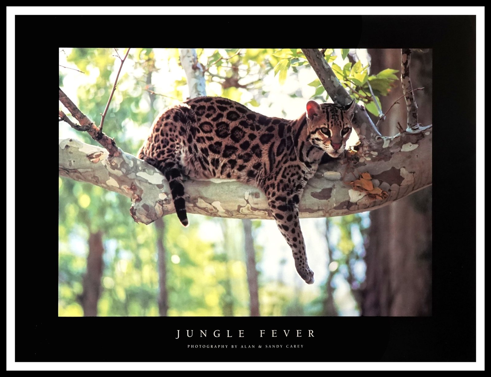 ICS C278 Jungle Fever